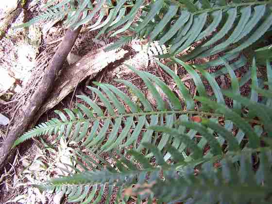 polystichum_falcinellum_2.jpg