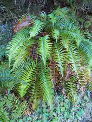 polystichum_falcinellum_4.jpg