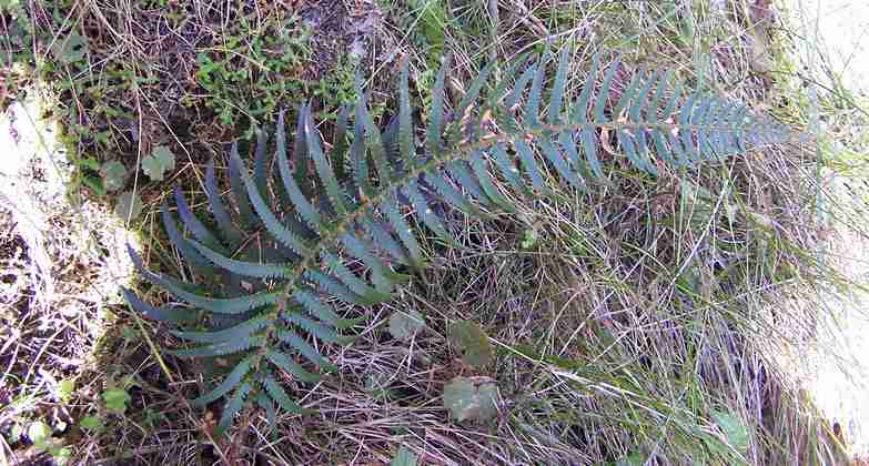 polystichum_x_maderense_4.jpg