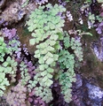 Adiantum capillus-veneris #049.jpg