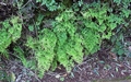 Adiantum raddianum #148.jpg