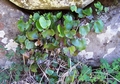 Adiantum reniforme #233.jpg
