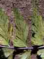 asplenium_aethiopicum_12.jpg