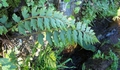 Asplenium aethiopicum #193.jpg