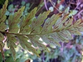 Asplenium aethiopicum #194.jpg