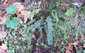 Asplenium anceps #288.jpg