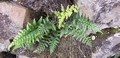 Asplenium billotii #024.jpg