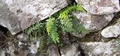 Asplenium billotii #028.jpg