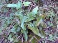Asplenium hemionitis #239.jpg