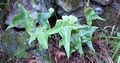 Asplenium hemionitis #242.jpg