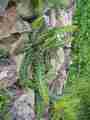 asplenium_lolegnamense_19.jpg