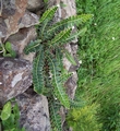 Asplenium lolegnamense #105.jpg