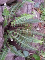 Asplenium lolegnamense #112.jpg