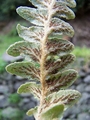 Asplenium lolegnamense #114.jpg