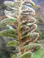 asplenium_lolegnamense_spores_03.jpg