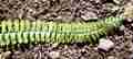 asplenium_monanthes_9.jpg