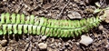 Asplenium monanthes #308.jpg