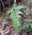 asplenium_onopteris_1.jpg