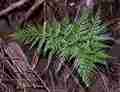 asplenium_onopteris_6.jpg