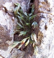 Asplenium septentrionale #207.jpg