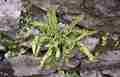 asplenium_trichomanes_1.jpg