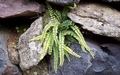 Asplenium trichomanes #017.jpg