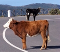 Cows on the ER209 Paul da Serra #258.jpg