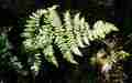 dryopteris_aemula_1.jpg