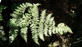 Dryopteris aemula #262.jpg