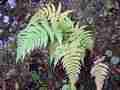 dryopteris_aitoniana_1.jpg