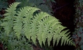 Dryopteris maderensis #171.jpg