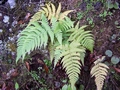 Dryopteris oligodonta #057.jpg