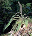Elaphoglossum semicylindricum #250.jpg