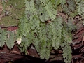 Hymenophyllum tunbrigense #256.jpg