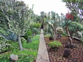 Jardim Bot�nico da Madeira #136.jpg