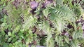 Polypodium macaronesicum #097.jpg