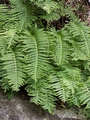 Polypodium macaronesicum #102.jpg