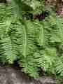polypodium_macronesicum_2.jpg