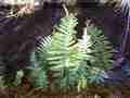 polypodium_vulgare_1.jpg