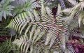 Polystichum drepanum #121.jpg