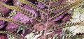 Polystichum drepanum #123.jpg
