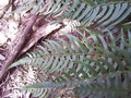 Polystichum falcinellum #021.jpg