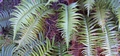 Polystichum falcinellum #294.jpg