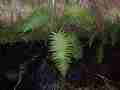 polystichum_setiferum_4.jpg