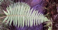 Polystichum setiferum #302.jpg