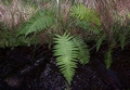 Polystichum setiferum #303.jpg