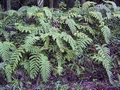 Woodwardia radicans #141.jpg