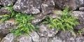 asplenium obovatum ssp lanceolatum.jpg
