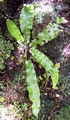 asplenium scolopendrium.jpg
