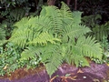 athyrium filix-femina.jpg